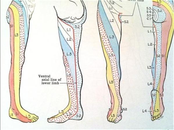 Dermatome chart by Grants Atlas of Anatomy
