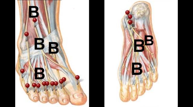 foot diagram by Netter's Anatomy