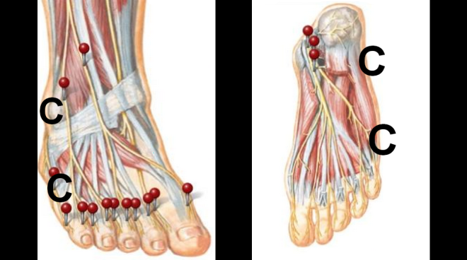 foot diagram by Netter's Anatomy